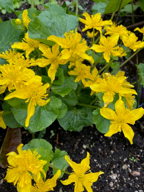 Caltha palustris (Marsh Marigold)