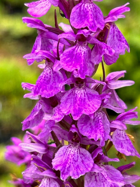 Dactylorhiza sphagnicola x foliosa (Marsh Orchid)