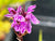 Dactylorhiza foliosa x maculata ssp. podesta (Marsh Orchid)