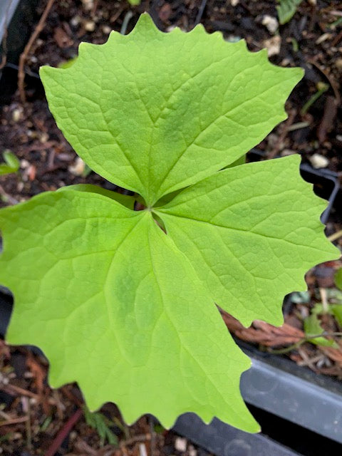 Achlys triphylla   (Vanilla Leaf)