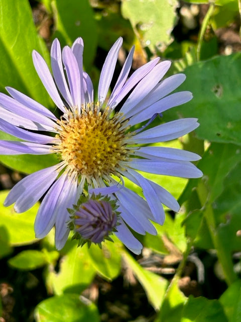 Aster alpigenus (Alpine Aster)