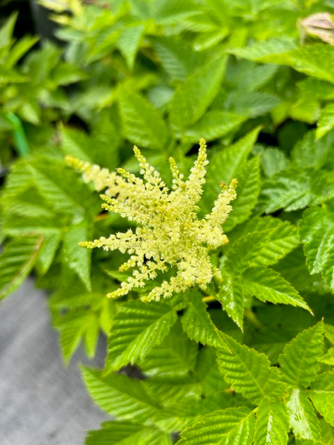 Aruncus 'Sparkles' (Goatsbeard)