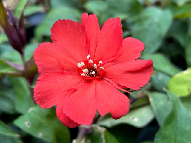 Lychnis sieboldii &#39;Lipstick PPAF (Catchfly)