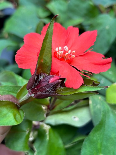 Lychnis sieboldii &#39;Lipstick PPAF (Catchfly)