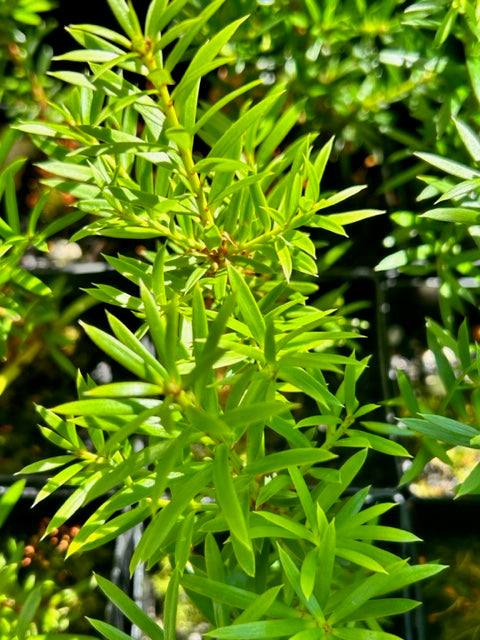 Podocarpus nivalis (Snow Totara)