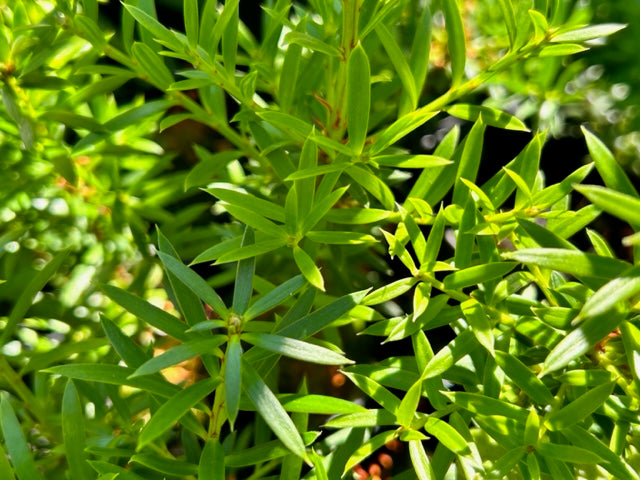 Podocarpus nivalis (Snow Totara)