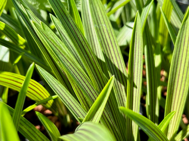 Ledebouria cooperi (Cooper&#39;s African Hyacinth)