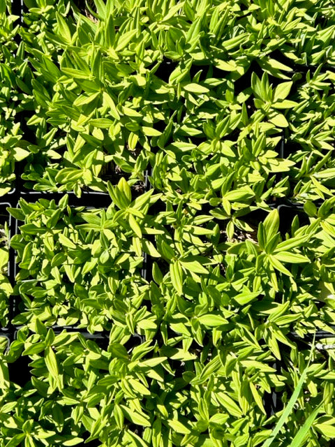 Polygonatum hookeri (Dwarf Solomon&#39;s Seal)