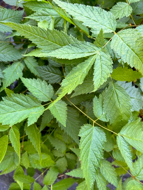 Aruncus dioicus var. acuminatus (Goatsbeard)