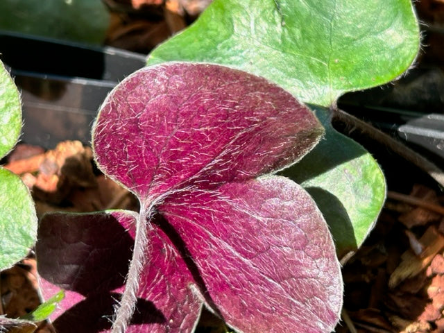 Hepatica maxima (Liverleaf)