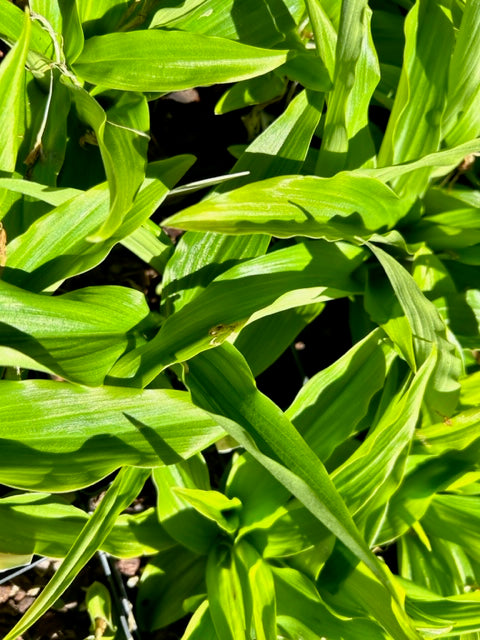 Roscoea tibetica (Hardy Ginger)