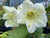 Rhododendron liliflorum ZHNP190 (Species Rhododendron)