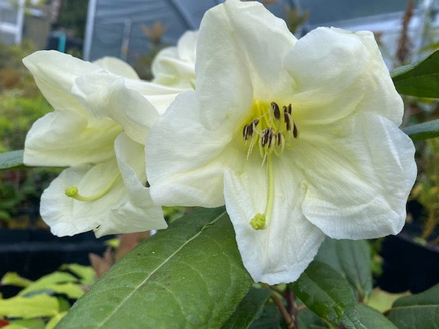 rhododendron humus Rhododendron liliflorum ZHNP190 (Species Rhododendron)