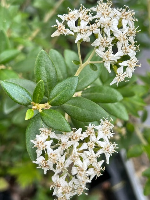 Olearia x haastii (Daisy Bush)