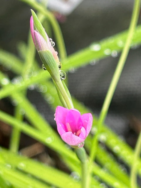 Hesperantha baurii (Flag Lily)