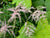 Astilbe simplicifolia 'Sprite' (Dwarf Astilbe)