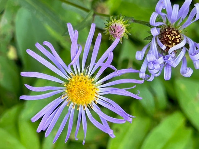 Aster alpigenus (Alpine Aster)