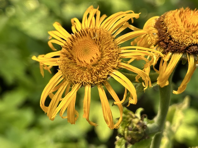 Inula magnifica &#39;Elecampane&#39;  (Horse-heal or Elfdock)