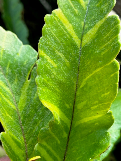 Pyrrosia lingua &#39;Ogon Nishiki&#39; (Felt Fern)