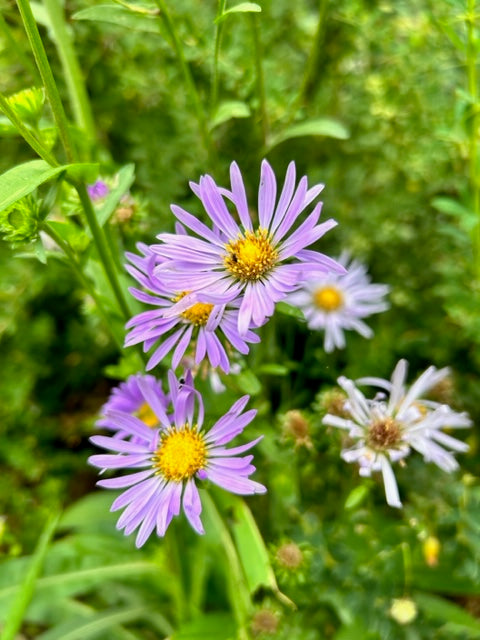 Aster alpigenus (Alpine Aster)