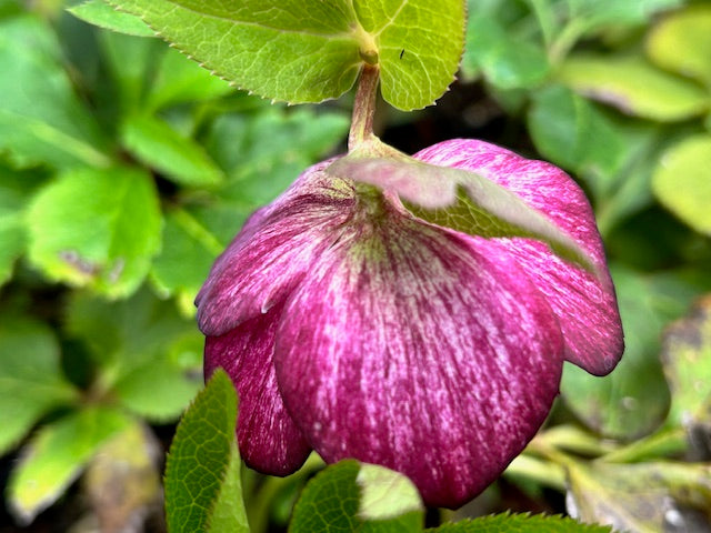 Helleborus &#39;Whirlwind Romance&#39; (Lenten Rose)