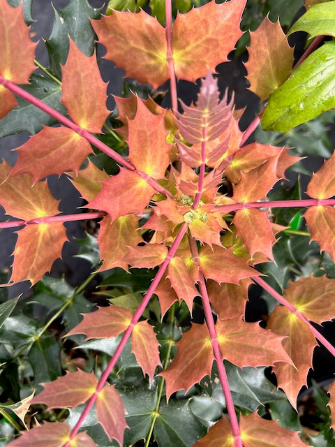 Mahonia x media &#39;Charity&#39; (Hybrid Oregon Grape)