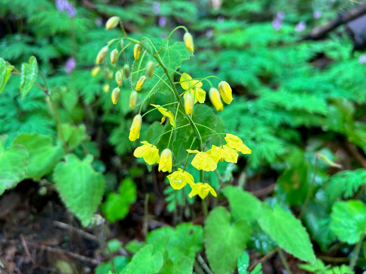 Epimedium perralderianum (Fairy Wings)
