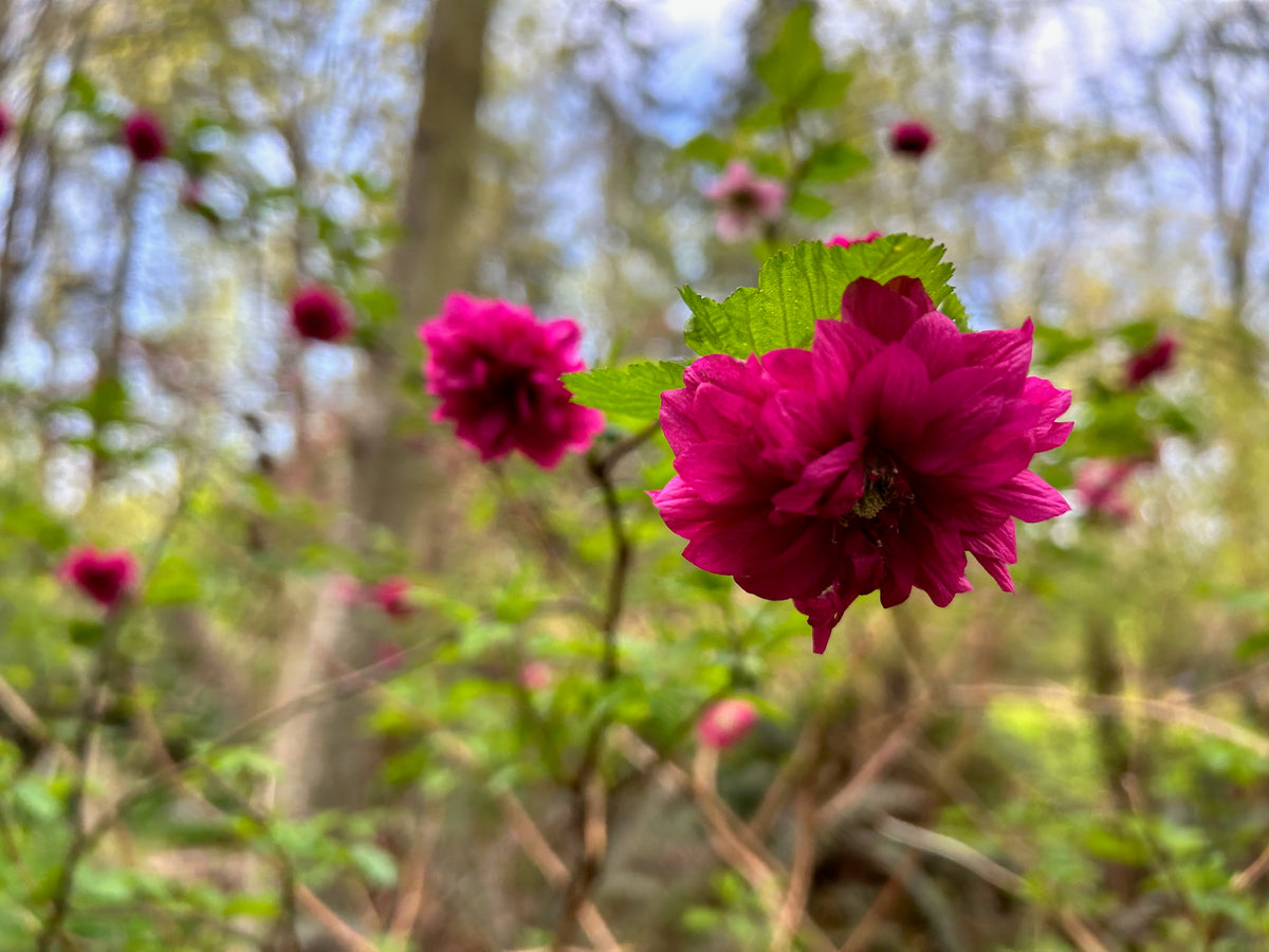 Rubus spectabalis &#39;Olympic Double&#39; (Double Flowering Salmonberry)