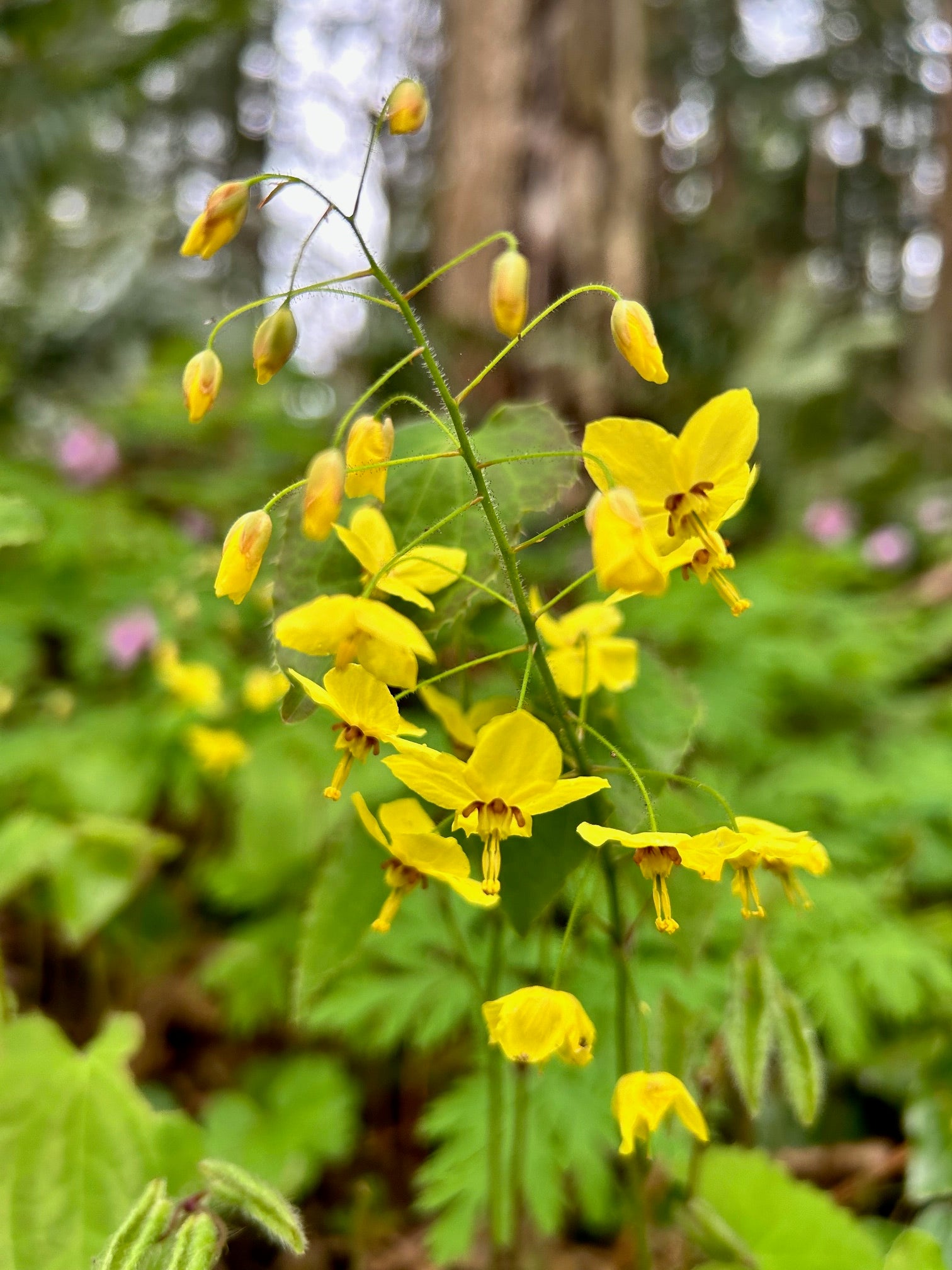 Epimedium perralderianum (Fairy Wings)