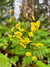 Epimedium perralderianum (Fairy Wings)
