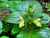 Salvia Koyamae (Woodland Sage)