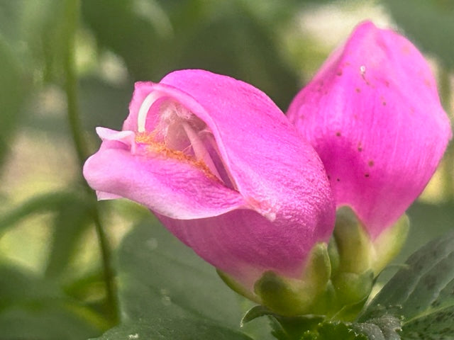 Chelone Lyonii 'Tiny Tortuga' (Turtlehead)