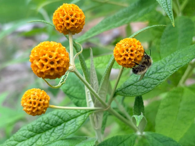 Buddleja globosa 106SCAH25CHI  (Chilean Orange Ball Buddleja)