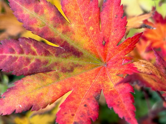 Acer pseudosieboldianum ssp. takesimense (Purple Bloom Maple)