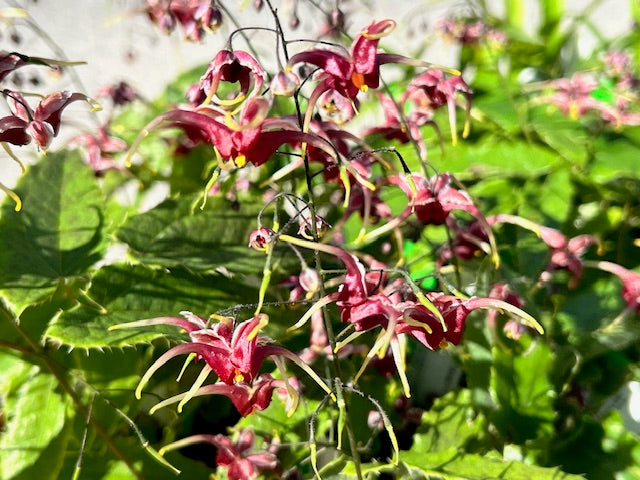 Epimedium &#39;Cranberrry Dancer&#39;  PP36548 (Fairy Wings)