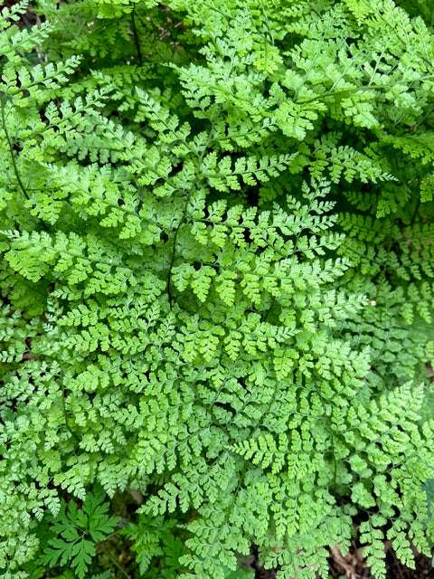 Cystopteris moupinensis ZHNP# (Bladder Fern)