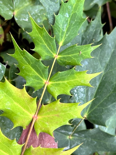 Mahonia bealei hybrids (Leatherleaf Mahonia)