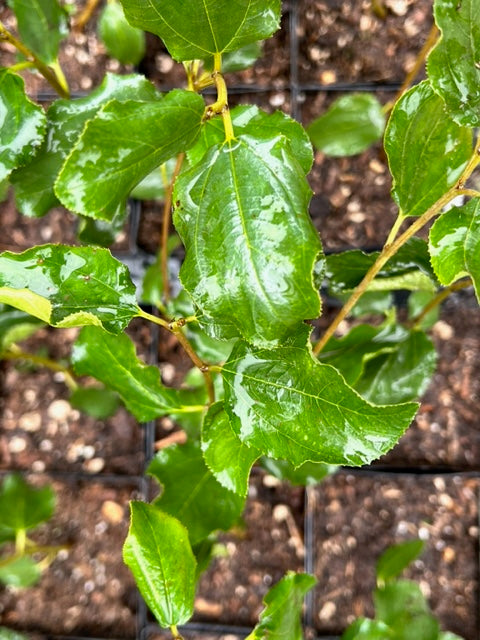 Ceanothus velutinus (Snowbrush)