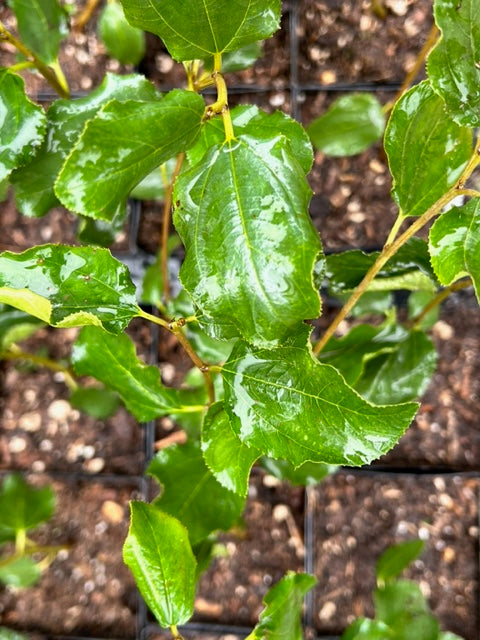 Ceanothus velutinus (Snowbrush)