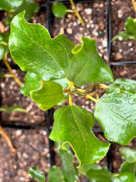 Ceanothus velutinus (Snowbrush)