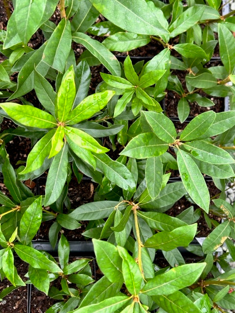 Chrysolepis chrysophylla (Giant Chinquapin)