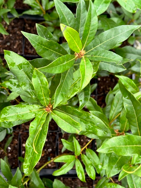 Chrysolepis chrysophylla (Giant Chinquapin)