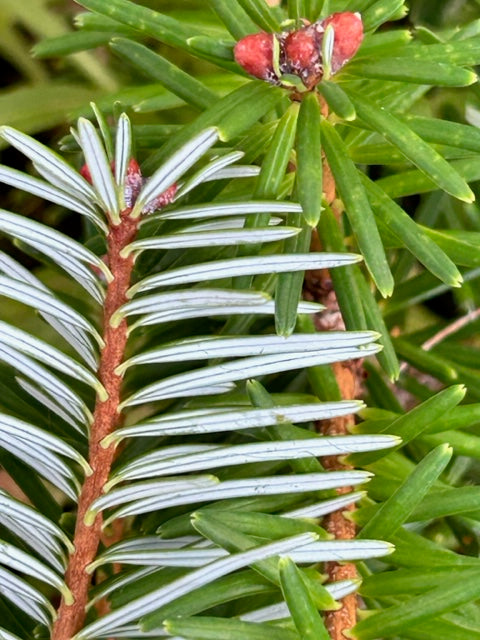 Abies forrestii (Forrest's Fir)