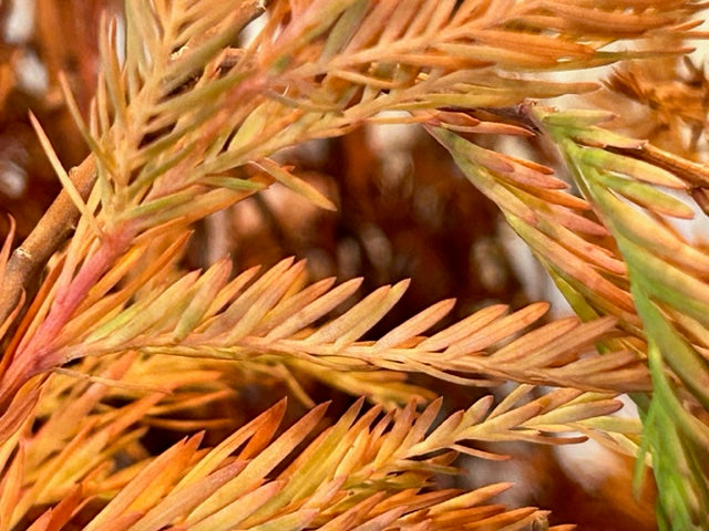 Taxodium huegellii (Montezuma Cypress)