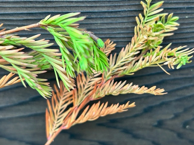 Taxodium huegellii (Montezuma Cypress)