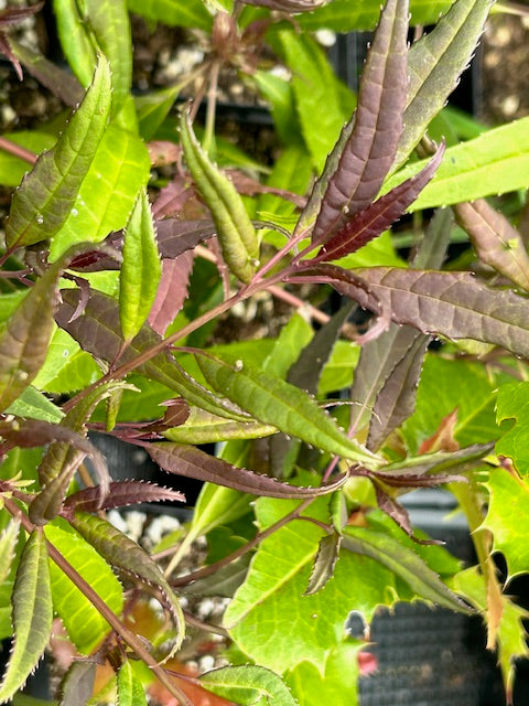 Helwingia chinensis Narrowleaf Form - Female