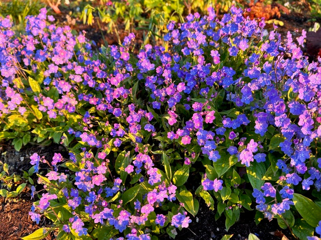 Omphalodes cappadocica (Blue-eyed Mary)