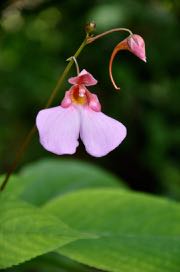 Impatiens flanaganae (Hardy Impatiens)