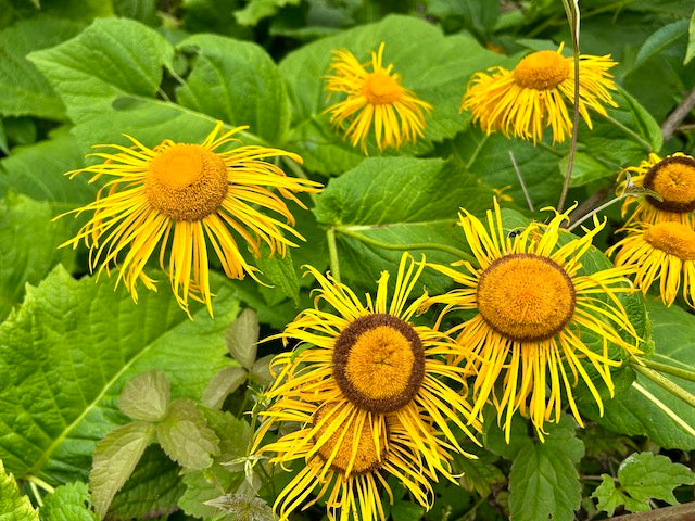 Inula magnifica &#39;Elecampane&#39;  (Horse-heal or Elfdock)