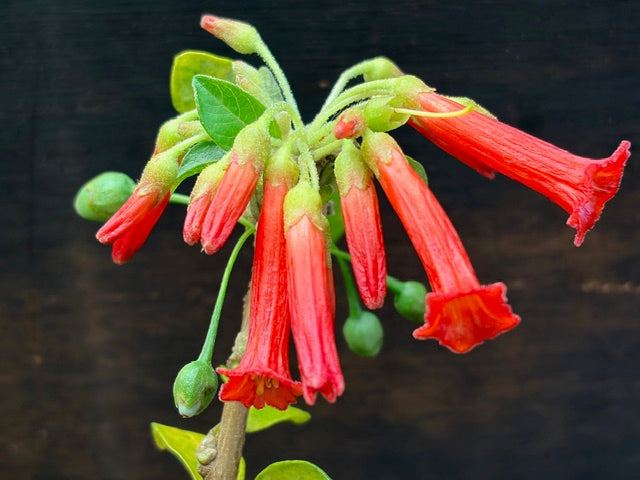 Iochroma fuchsioides (Fuchsia Flowering Iochroma)
